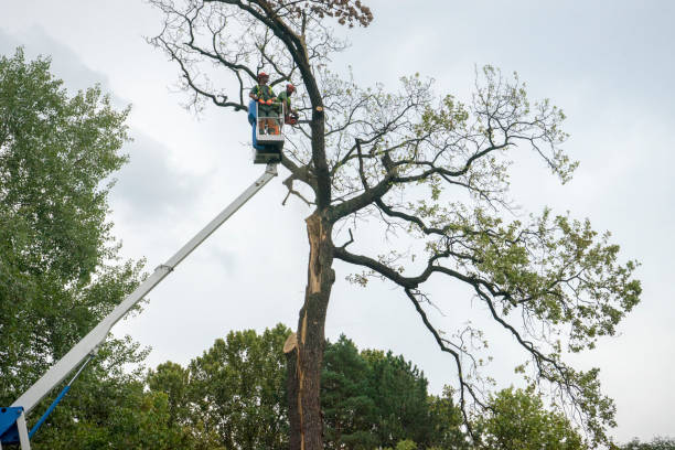 How Our Tree Care Process Works  in  Nashville, NC